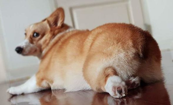 怎么告诉狗不用擦屁股,为什么狗子不用训也好乖