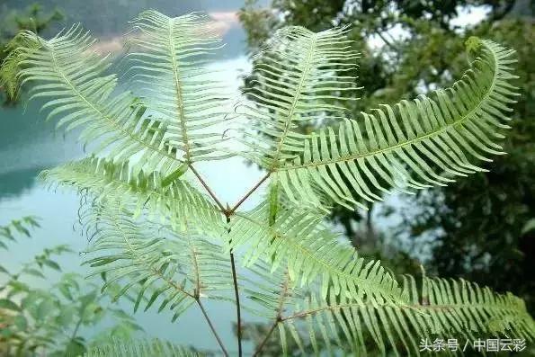 铁芒萁做菜,铁芒萁如何食用