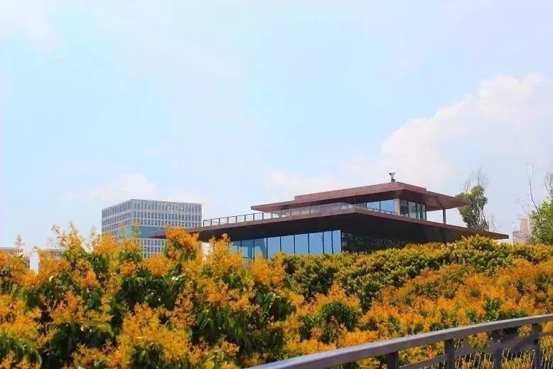 最真实的荔枝花海,广州荔枝花海