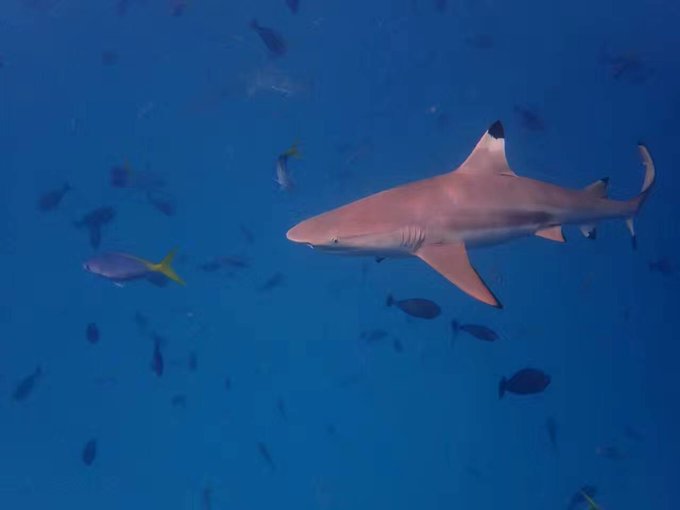 帕劳水下摄影最佳时间,帕劳海上旅游攻略