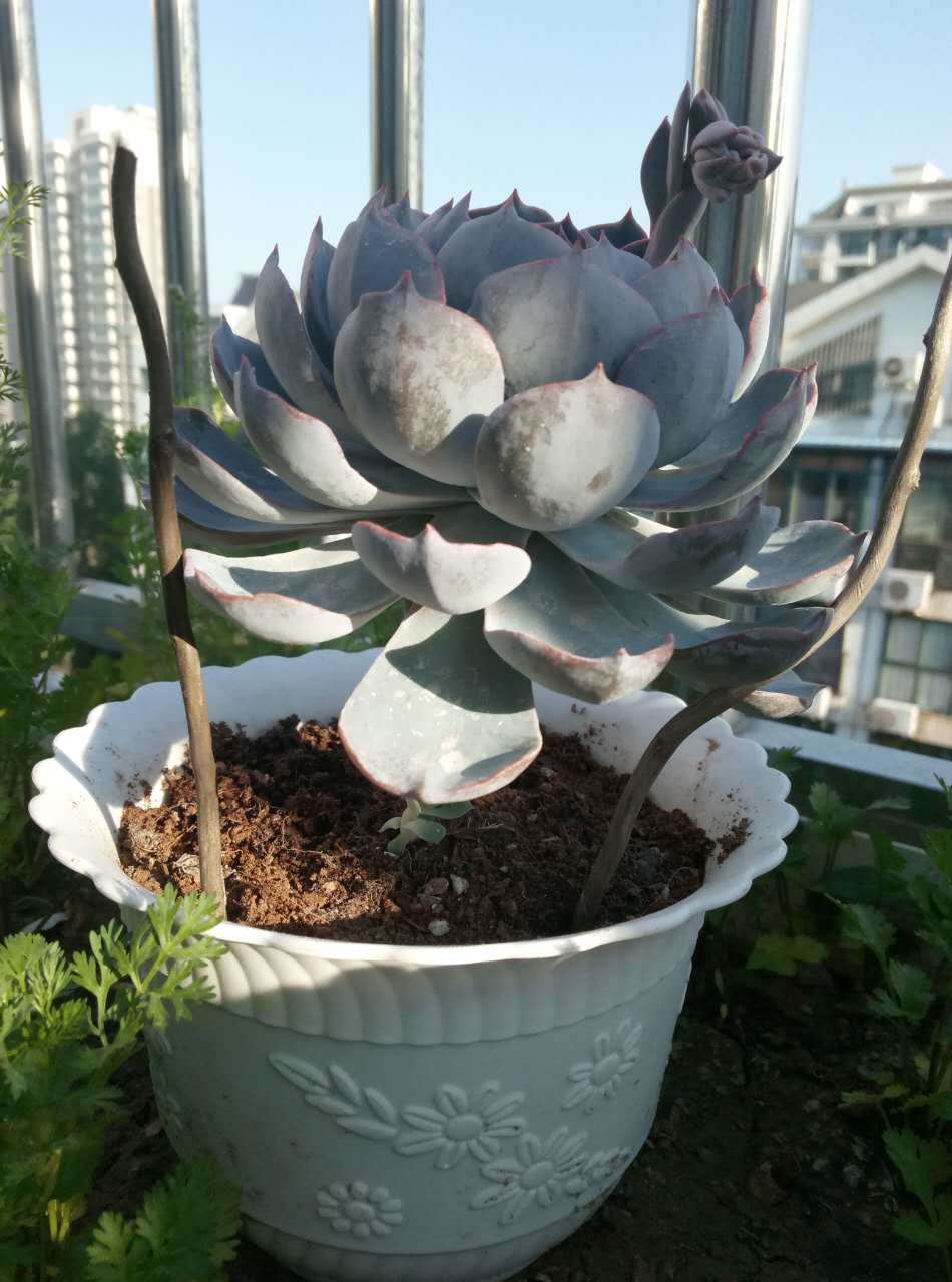 蓝石莲简介,第一美人殉情