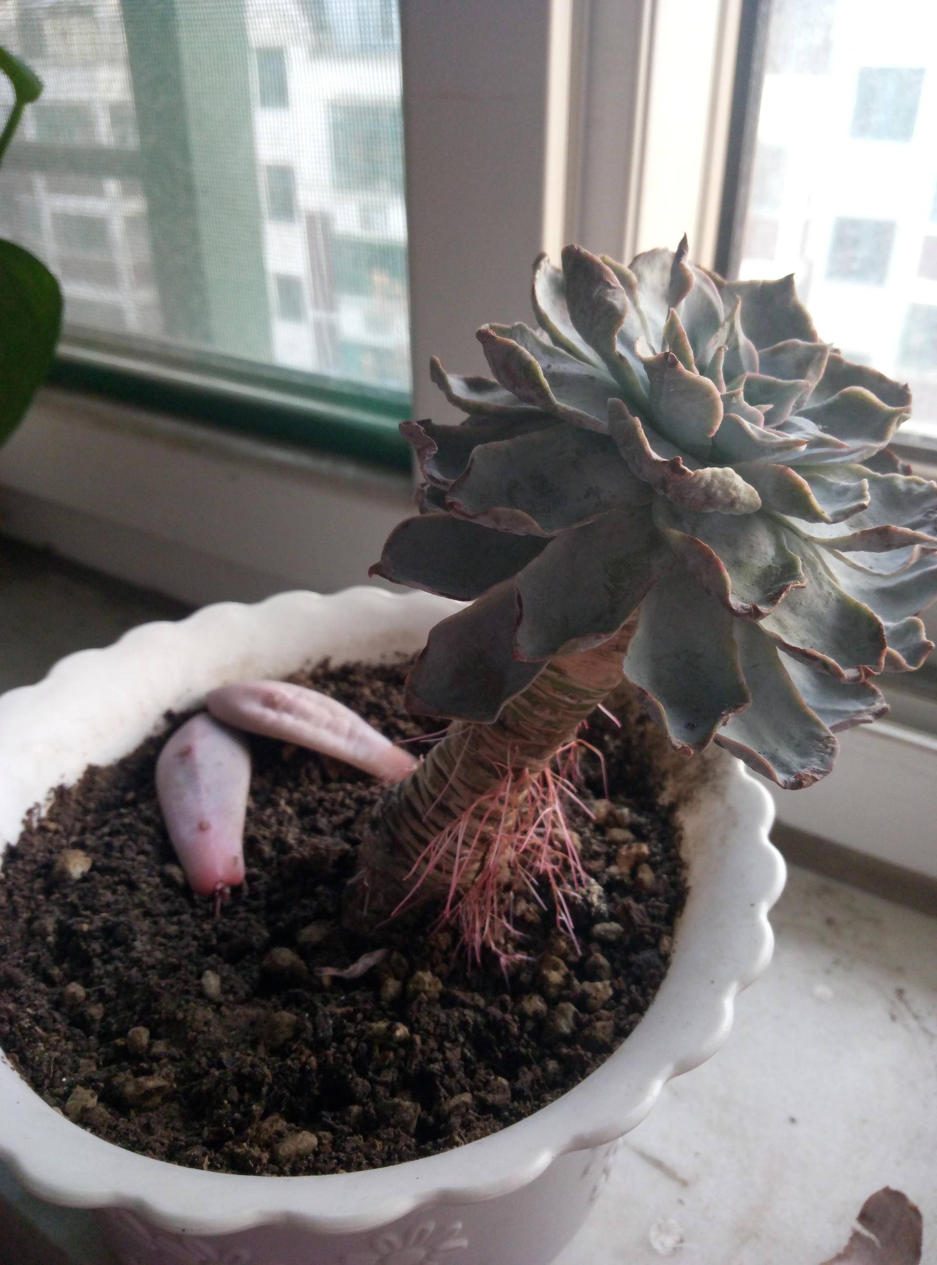 蓝石莲简介,第一美人殉情