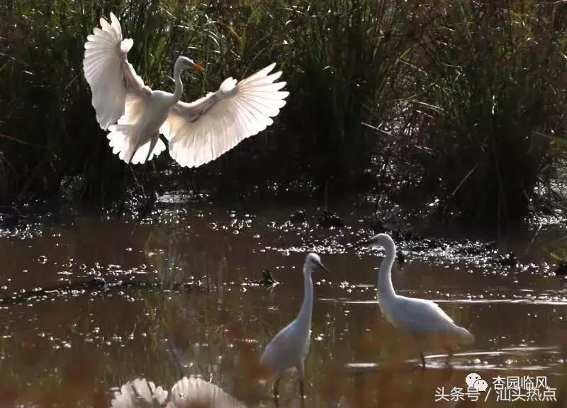 莲下这里竟藏了个神奇的“候鸟客栈”！好多人还不知道……