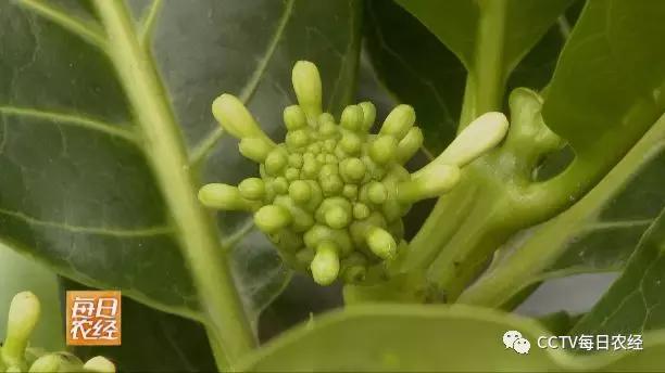 又酸又苦的热带水果,超级酸的热带水果