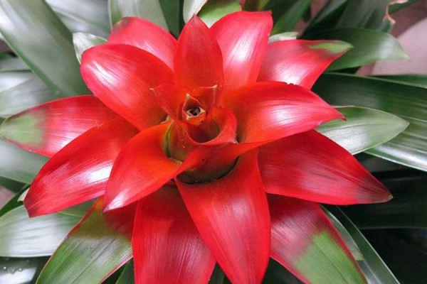 鸿运当头叶子枯萎了怎么修剪,鸿运当头叶子枯萎了怎样水培