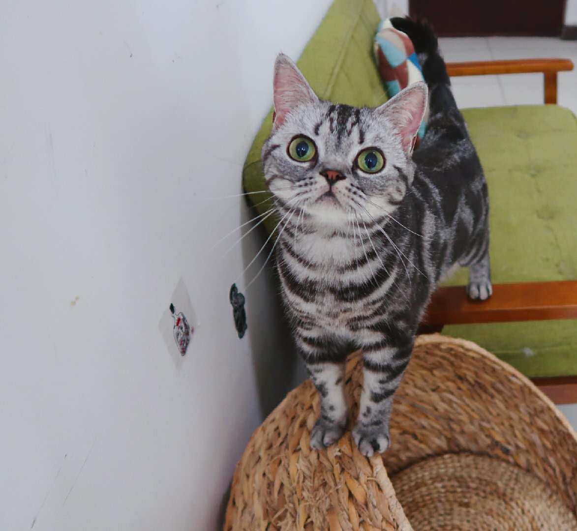 猫咪平时高冷突然变黏人是为什么,猫咪高冷不粘人怎么办