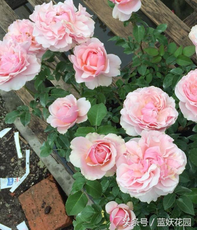 刚买回来的月季种下去枯萎怎么办,刚买回来的月季晒了怎么补救