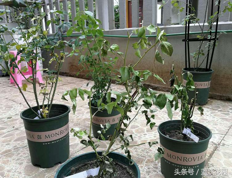 刚买回来的月季种下去枯萎怎么办,刚买回来的月季晒了怎么补救