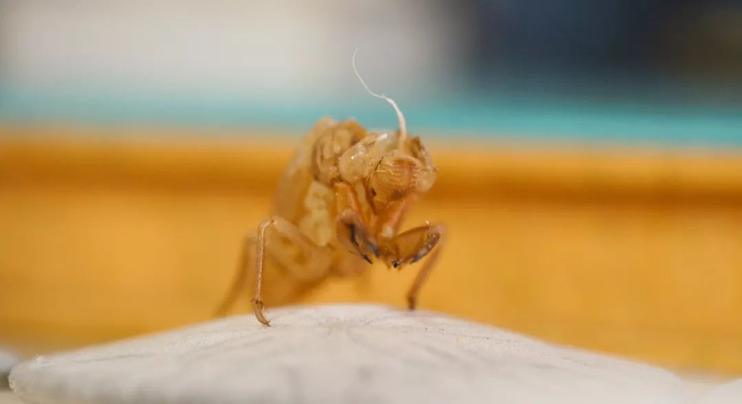 他拜师曹雪芹后人，将虫壳、玉兰变成立体漫画！