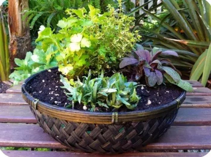 花篮里的花可以直接放土养,怎么在花园里种花