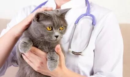 猫咪不吃东西怎么办有哪些方法,猫咪不吃东西怎么办最有效