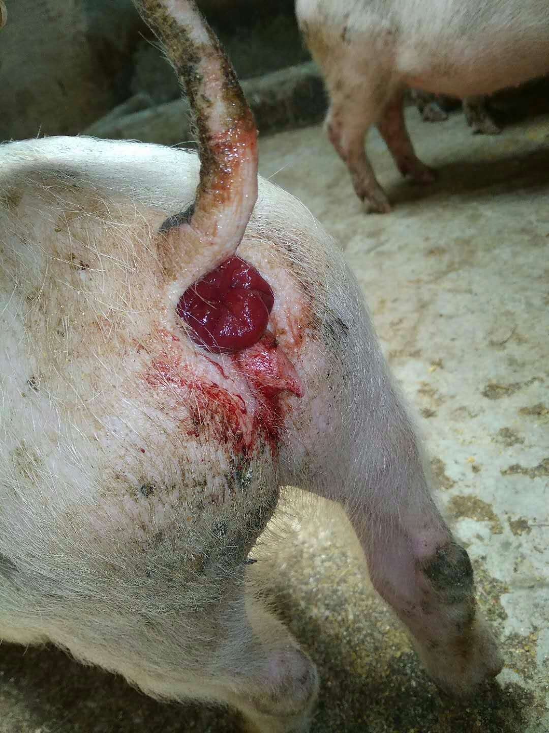 育肥猪脱肛是什么原因造成的,猪脱肛是什么原因引起的怎么治疗