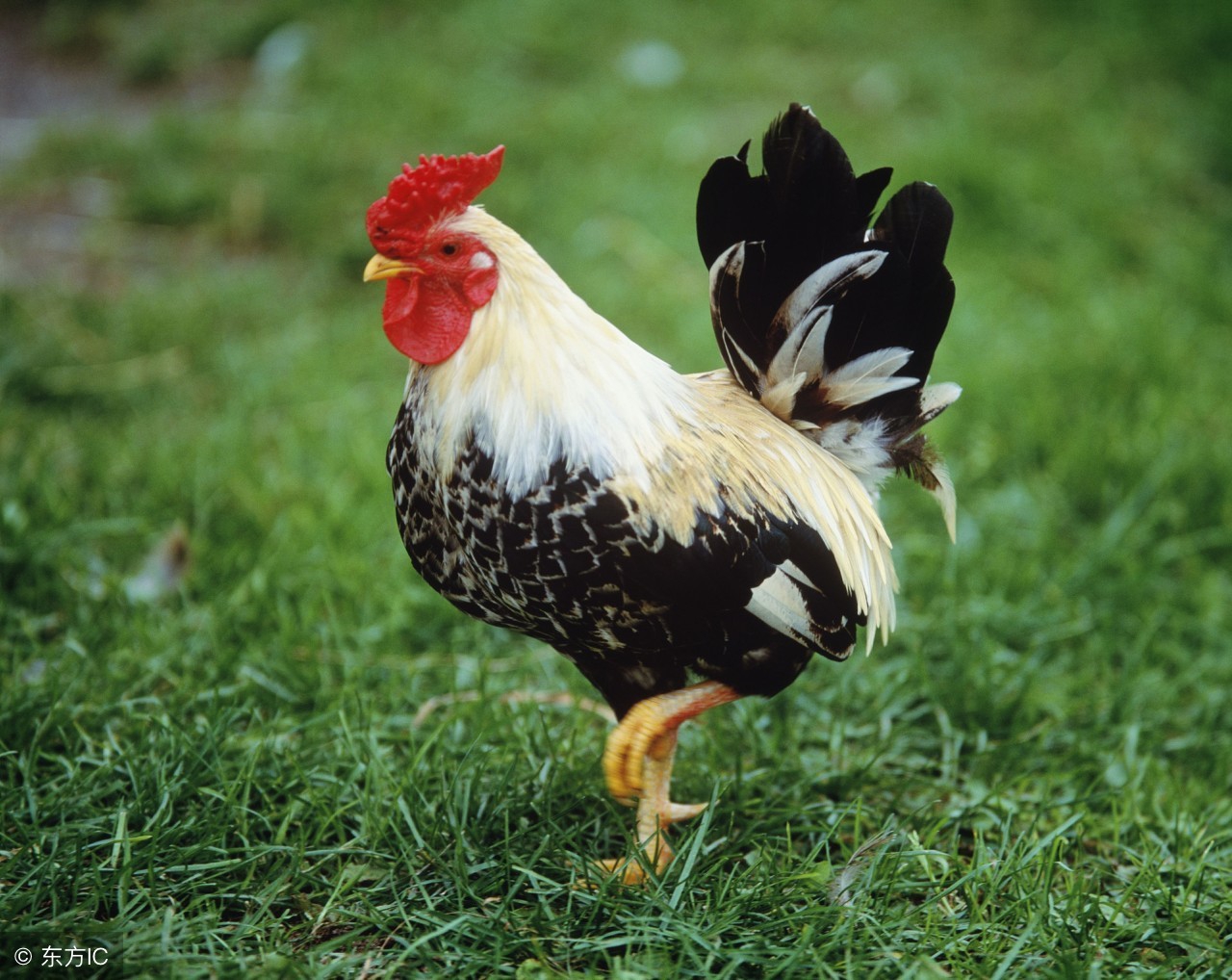生肖鸡五月大运,十二生肖鸡五月的财运