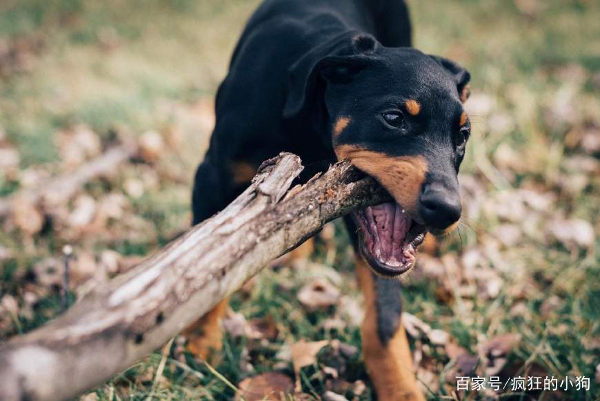 狗狗经常咬人有什么办法,狗狗老是咬人怎么处理牙齿