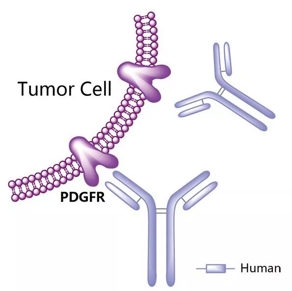 血小板衍化生长因子,血小板激活因子受体抑制剂是什么