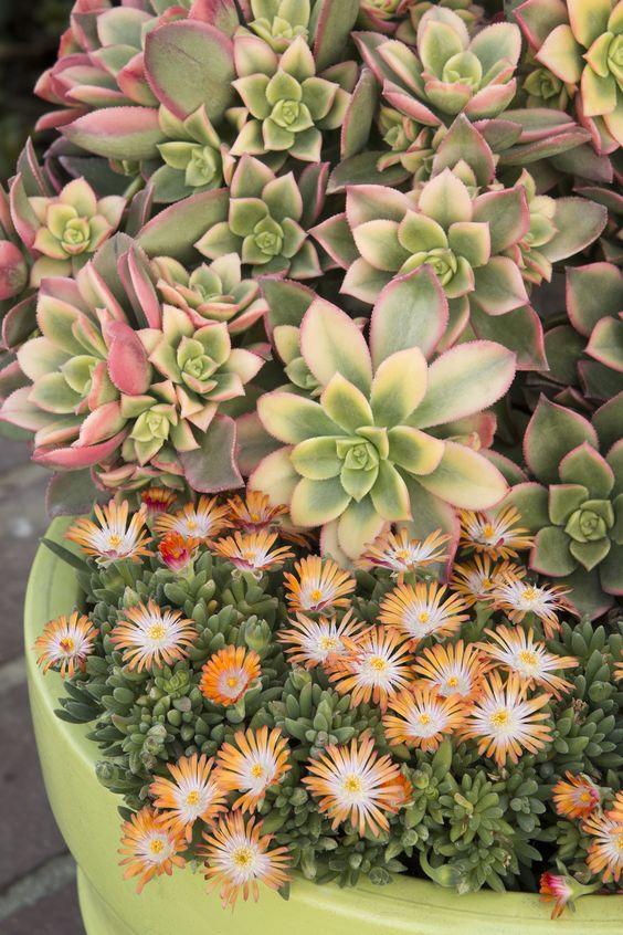 裸根苗冬天怎么养,裸根过冬