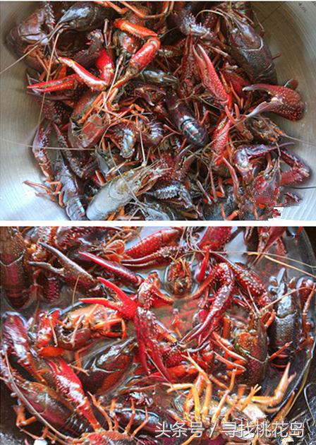 蒜蓉麻辣五香小龙虾哪个味道更好,这几种口味的小龙虾好吃到爆