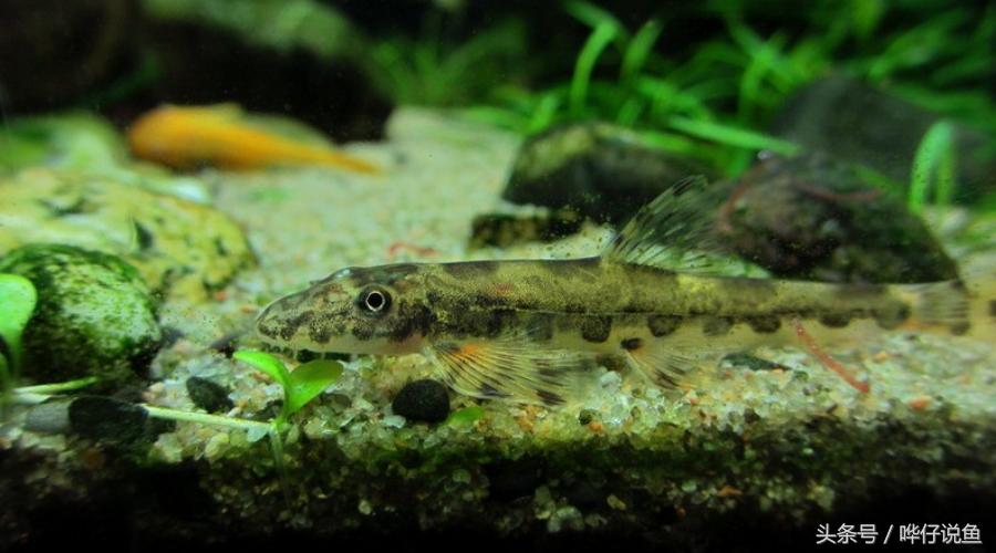 最后悔养的10种观赏鱼,最受欢迎的十种原生观赏鱼有哪些