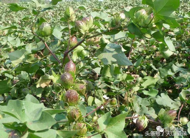 棉花化控的四个阶段,棉花化控技术视频教程