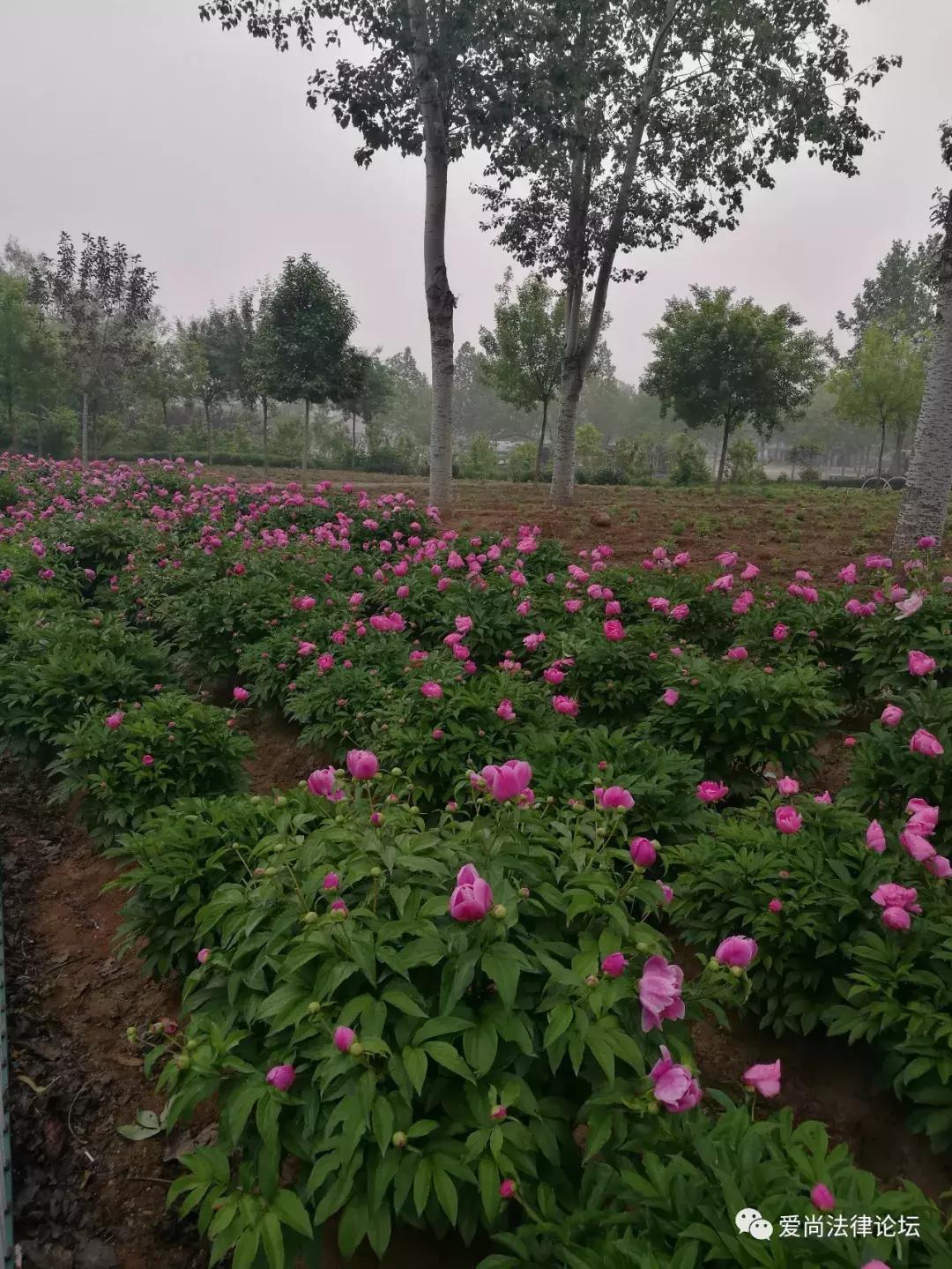 错过牡丹花开别再错过芍药花开了,这里花开静悄悄