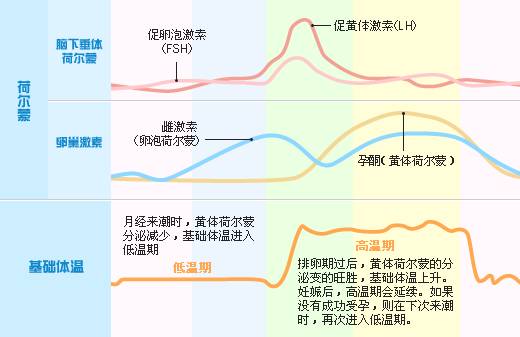 送走了“大姨妈”又迎来了“小姨妈”？！排卵期出血怎么破？