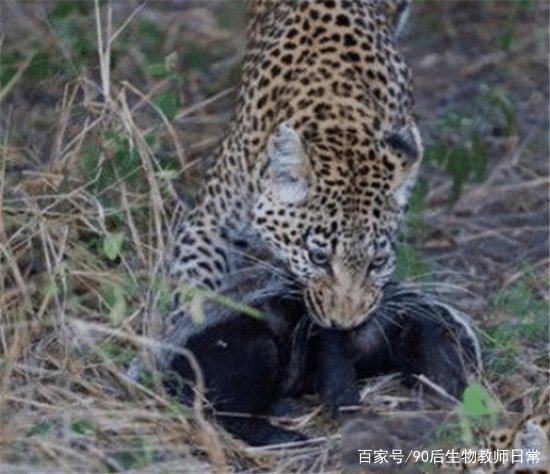 平头哥蜜獾你见过吗,蜜獾平头哥有没有人养