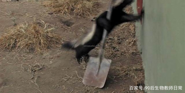 平头哥蜜獾你见过吗,蜜獾平头哥有没有人养