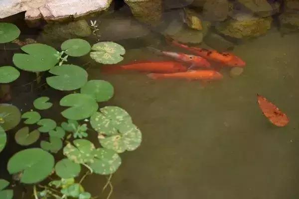 浙江水多蚊子怎么防,天气热蚊虫怎么预防