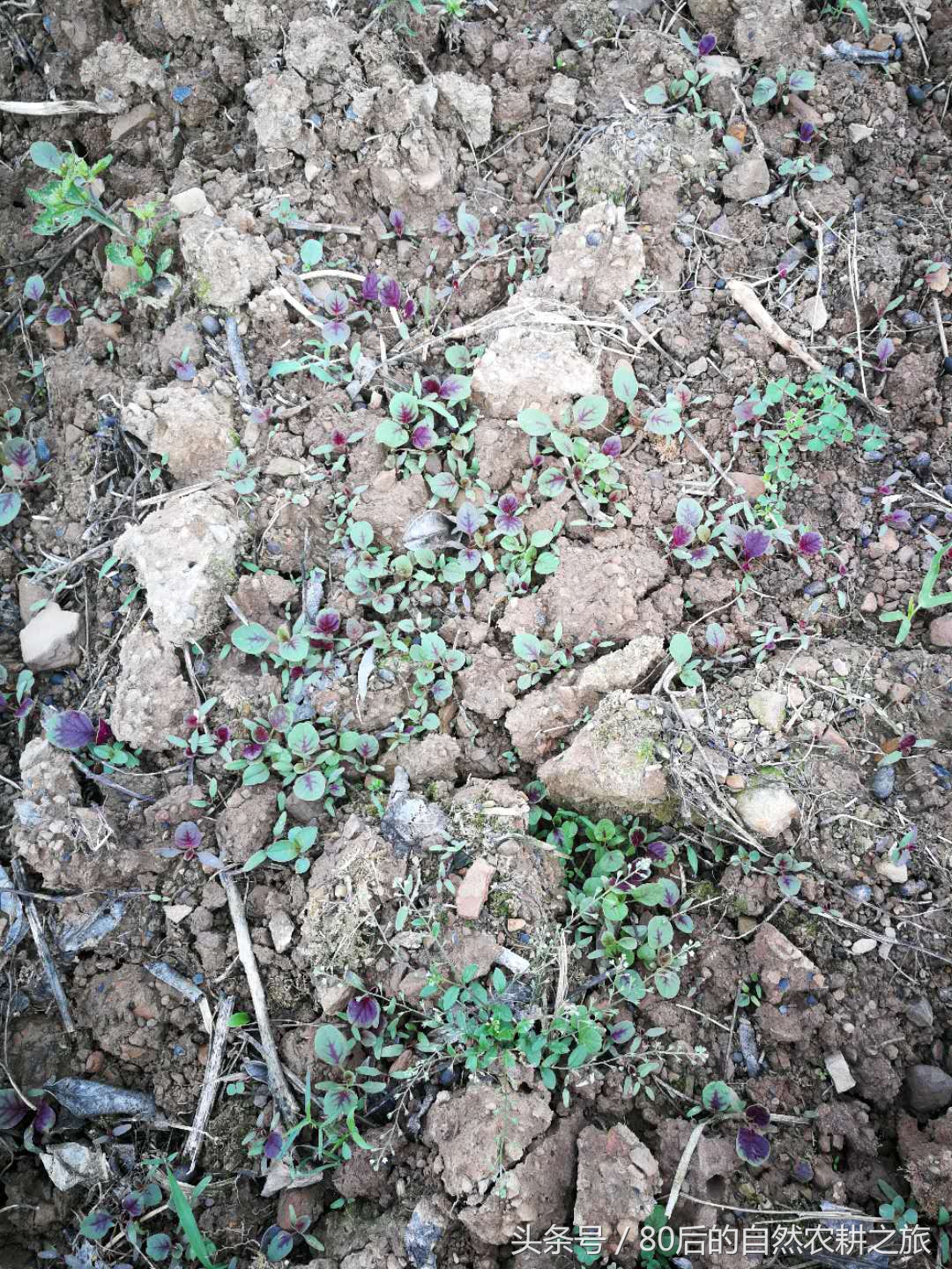 蔬菜种子发芽后几天浇一次水,蔬菜种子如何处理才能发芽