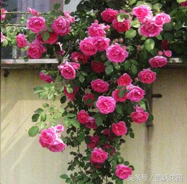 藤本月季重剪后当年能开花吗,藤本月季能养成树月季吗