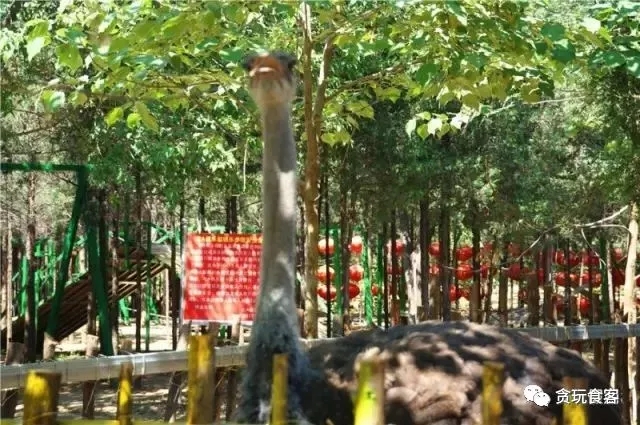 北京有哪些亲子农庄,北京市周边亲子农庄小动物