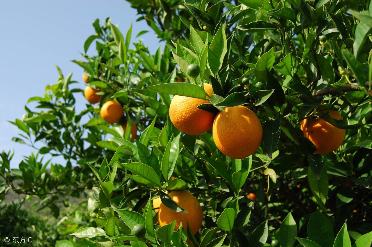 柑橘叶子发黄怎么办,柑橘开花的时候叶面发黄怎么治
