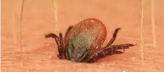 带小孩去草地玩怎么预防蜱虫,带孩子玩小虫子