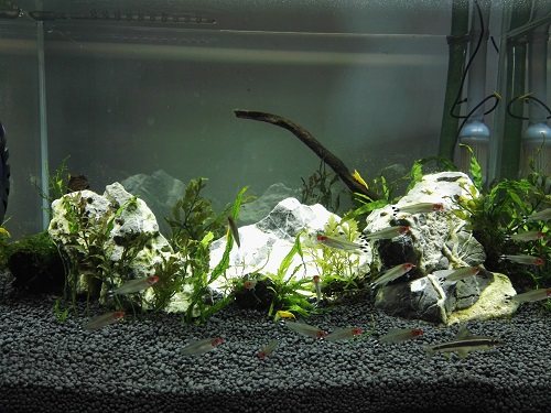 鱼缸放进鱼第二天水浑,鱼缸喂食后水浑怎么办