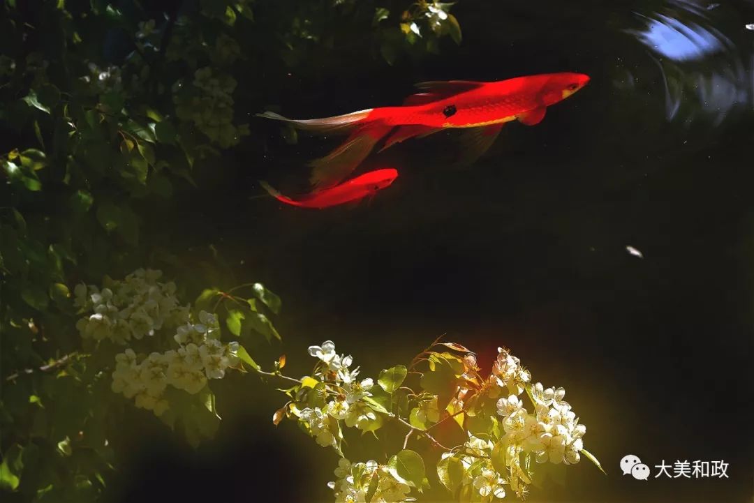 绿色和政春深夏浅风光好山美花浓待君来