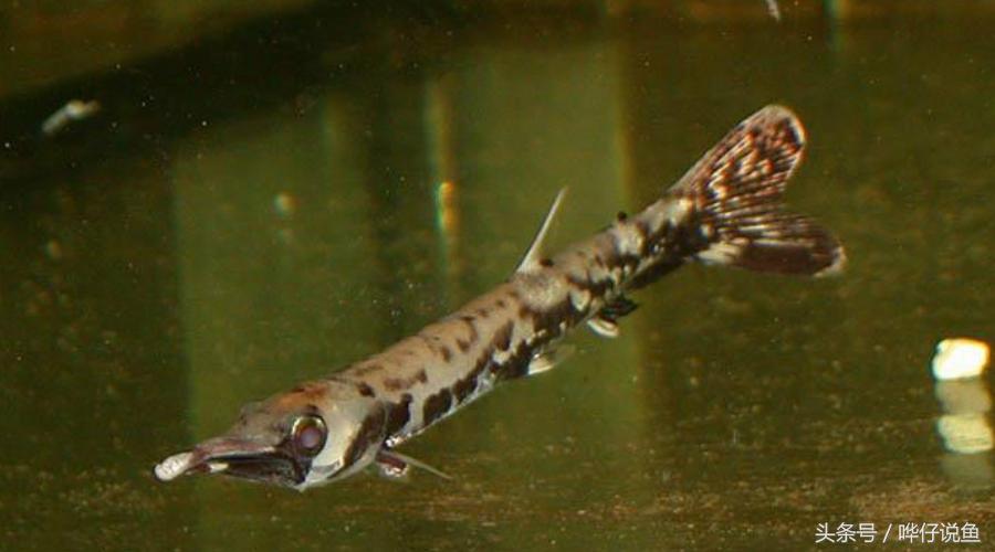 火箭鱼种类大全,火箭鱼有多少品种