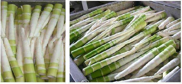 桂竹笋怎么处理不会涩,笋尖青笋鲜竹笋的处理方法