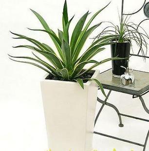 这些植物千万不要碰,甲醛最怕的4个死对头一用一个准