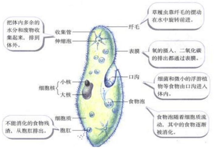 2018中考生物知识点总结（图文并茂），喜欢的朋友记得收藏或转发
