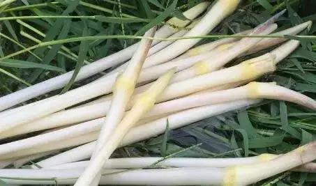 湖北蔬菜都有哪些品种,湖北种植特色菜有哪些