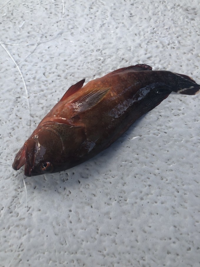 帕劳的海景风光给人美的享受,帕劳的海洋和沙滩风景图片