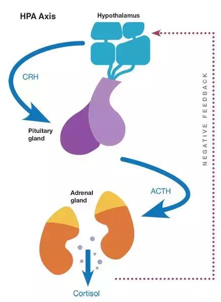 适应性障碍的因素,适应性障碍伴焦虑抑郁