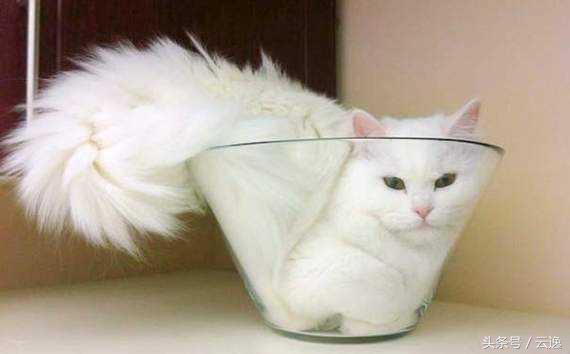猫既是流体又是固体,猫是一种液体生物