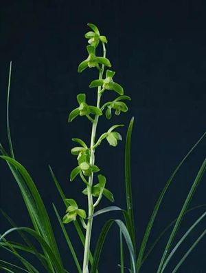 价值3000万一盆的兰花,一盆价值20万的兰花