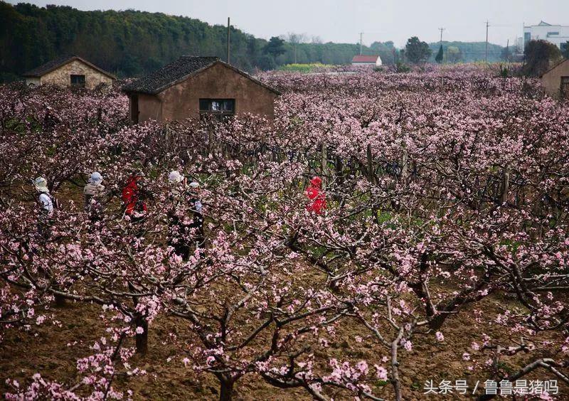 张家港凤凰镇2035年规划,张家港未来最好地段凤凰镇