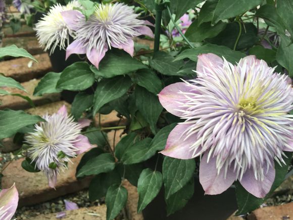 铁线莲爬藤花卉排名前十名,铁线莲哪个品种花最好看