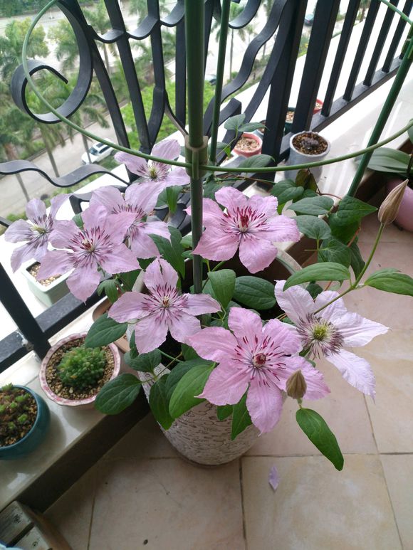 铁线莲爬藤花卉排名前十名,铁线莲哪个品种花最好看