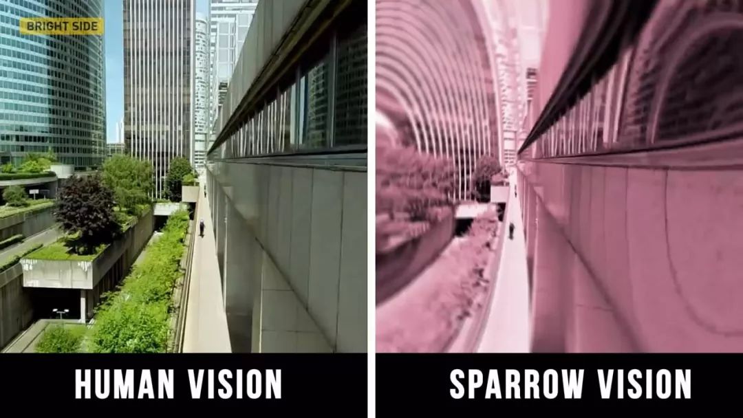 动物眼里的世界长什么样子,动物眼里的世界都是什么颜色