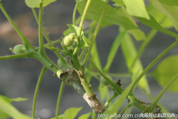 我在“浩顺2号院”的家成了“动植物园”啦