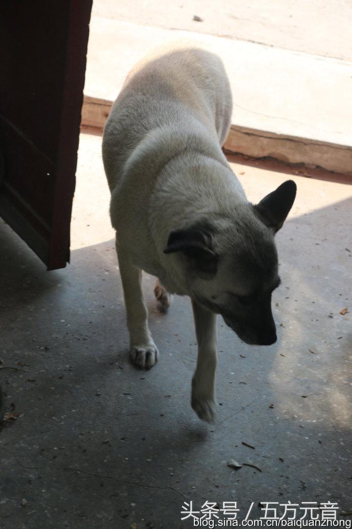 我在“浩顺2号院”的家成了“动植物园”啦